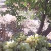باغ انگوری 650 متر در شهریار