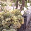 باغ انگوری 650 متر در شهریار