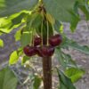 باغ میوه 1000 متری. روستای گردشگری مارکده. استان چهارمحال.