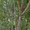 باغ میوه 1000 متری. روستای گردشگری مارکده. استان چهارمحال.