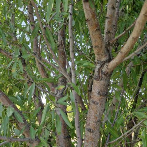 باغ میوه 1000 متری. روستای گردشگری مارکده. استان چهارمحال.