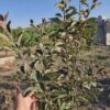باغ میوه 1000 متری. روستای گردشگری مارکده. استان چهارمحال.