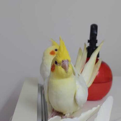 عروس هلندی