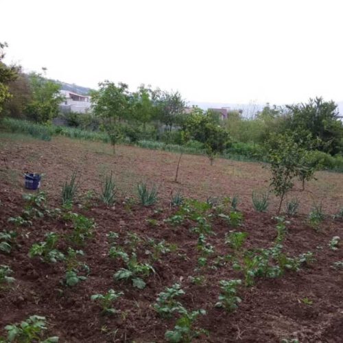 زمین کشاورزی در امره