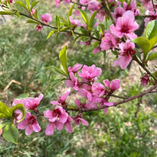 فروش باغ میوه