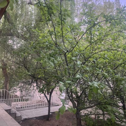 ویلا باغ کردان دامشیر