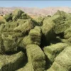 فروش یونجه انباری همدان درجه 1