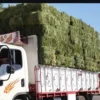 فروش یونجه انباری همدان درجه 1