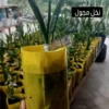 نمایندگی نخل کشت بافت