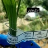نمایندگی نخل کشت بافت