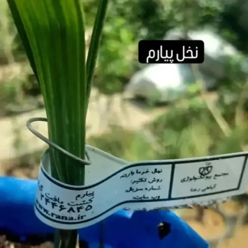 نمایندگی نخل کشت بافت