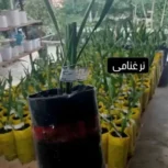 نمایندگی نخل کشت بافت