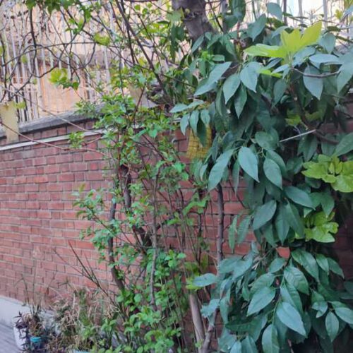 ملک کلنگی 90 متری با بر 6 متر و گذر 7 متر محله دنج