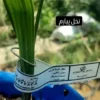 فروش نخل کشت  بافت،  پاجوش نخل