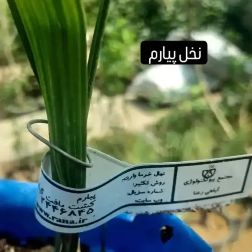 فروش نخل کشت  بافت،  پاجوش نخل