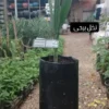 فروش نخل کشت  بافت،  پاجوش نخل
