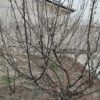 ویلا در دماوند