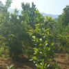 فروش زمین باغی در روستای الازمن شهر علی اباد کتول