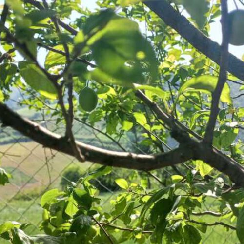 فروش زمین باغی در روستای الازمن شهر علی اباد کتول