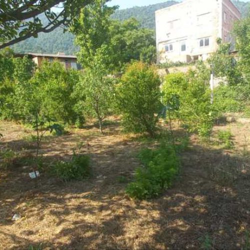 فروش زمین باغی در روستای الازمن شهر علی اباد کتول
