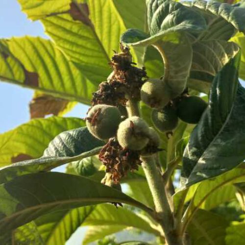 فروش زمین باغی در روستای الازمن شهر علی اباد کتول
