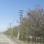 زمین.1200 متر.سند تک برگ،داخل درختکاری،لوکیشن عالی