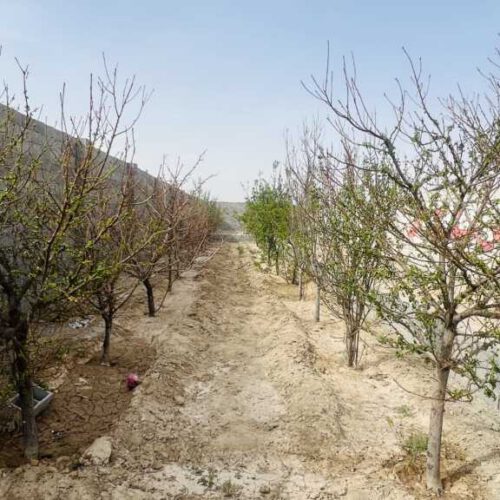 600متر باغ 4دیواری سند تک برگ