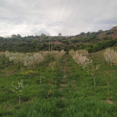 باغ میوه