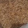 عرضه کرم میلورم