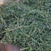 فروش یونجه انباری همدان درجه 1
