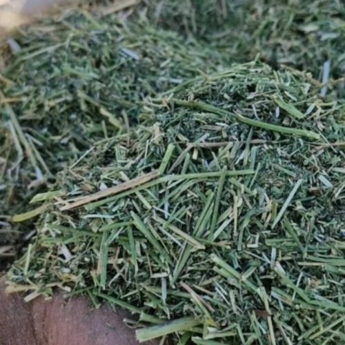 فروش یونجه انباری همدان درجه 1