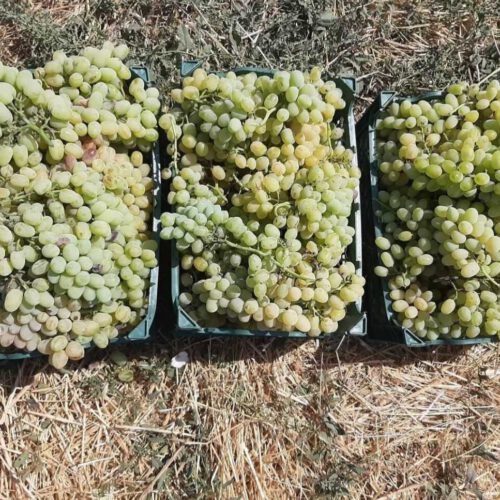 باغ انگوری 650 متر در شهریار