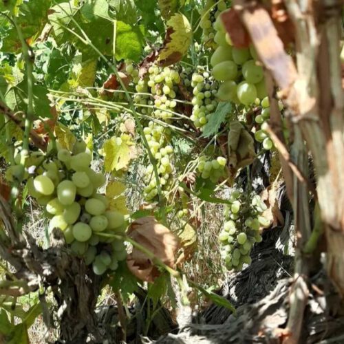 باغ انگوری 650 متر در شهریار