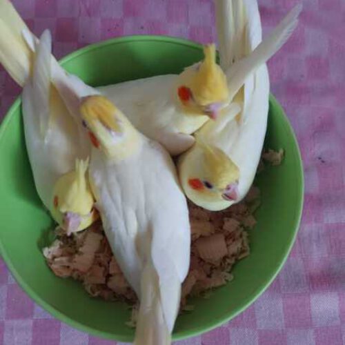 عروس هلندی