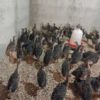 جوجه بوقلمون برنز یک ماهه