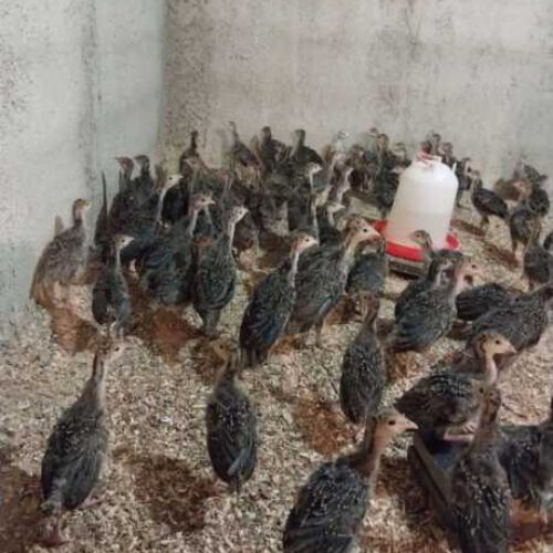 جوجه بوقلمون برنز یک ماهه