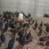 جوجه بوقلمون برنز یک ماهه