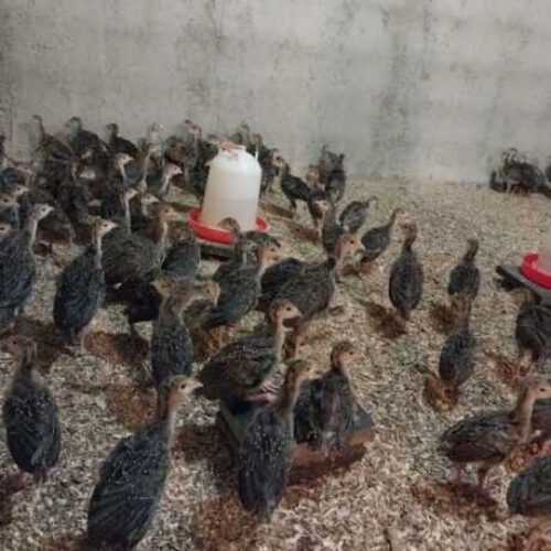 جوجه بوقلمون برنز یک ماهه
