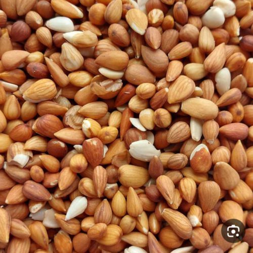 بادام کوهی