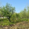زمین مسکونی همراه با خانه کلنگی (نسق)