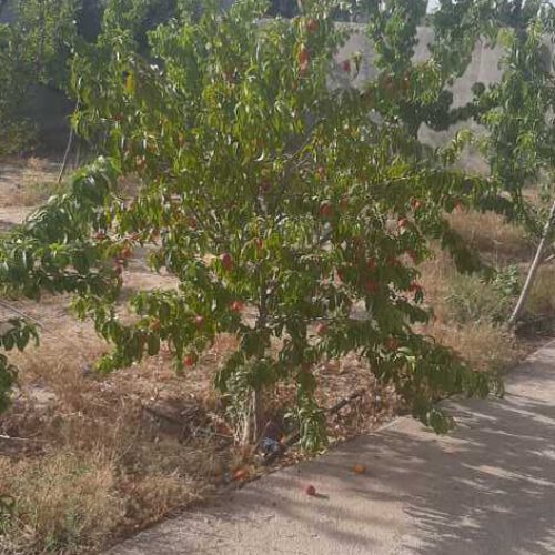 باغ500متر پشت آرامگاه فردوسی