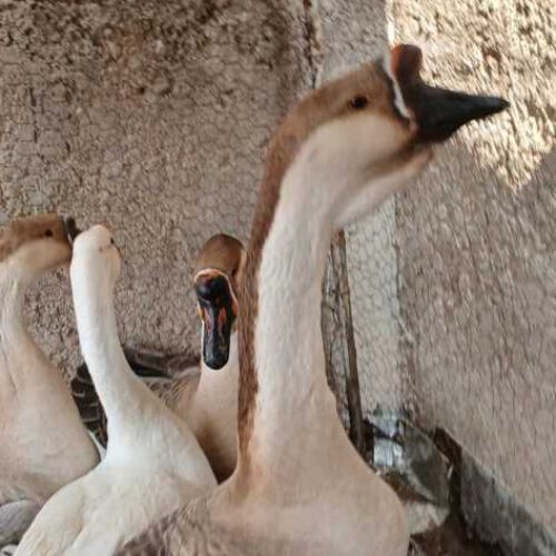 قو غاز
