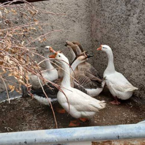 قو غاز