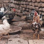 فروش مرغ و خروس
