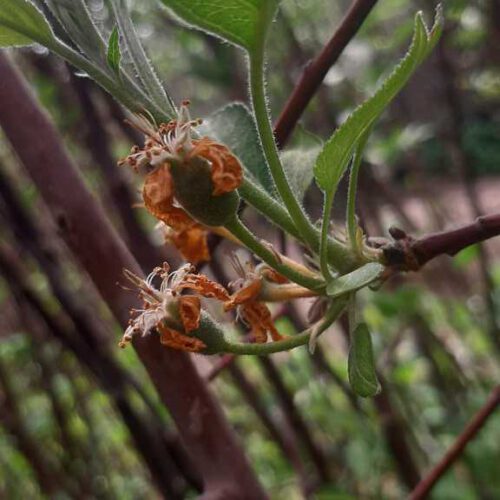 دنیای درخت