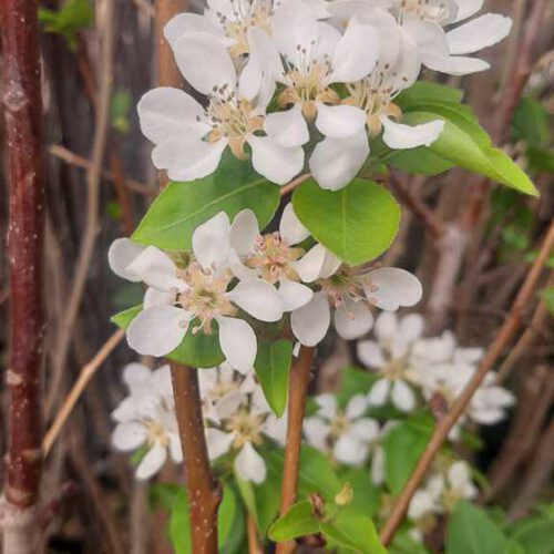 دنیای درخت