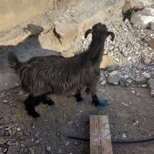 فروش بره و کهره با قیمت مناسب