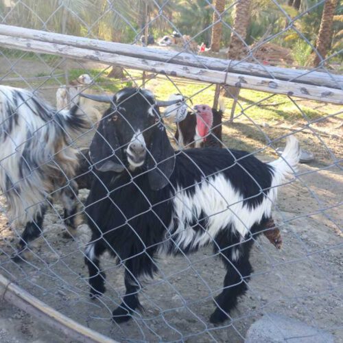 فروش بره و کهره با قیمت مناسب