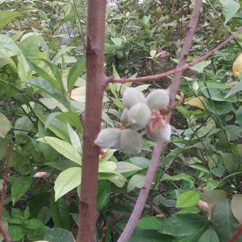 دنیای درخت