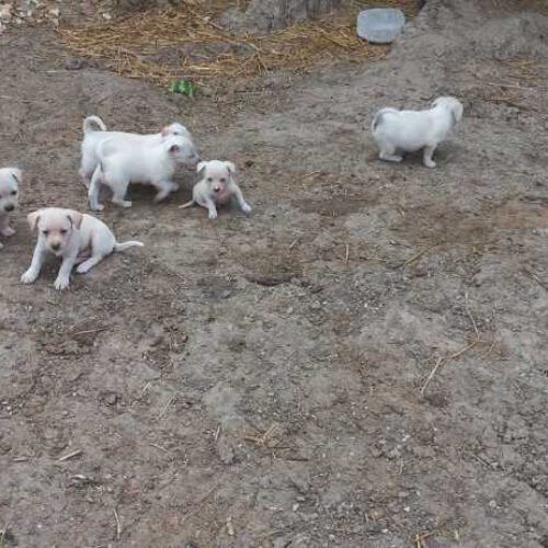 فروش توله سگ پا کوتاه